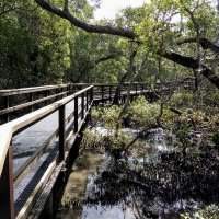 Annulée - Balade dans les mangroves