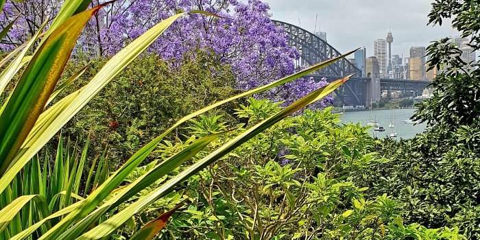 Les jacarandas à Sydney - Annulé & remplacé 