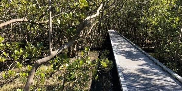 Balade dans les mangroves