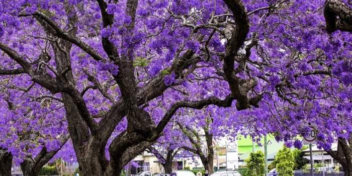 Balade à Lavander Bay et Kirribilli à la saison des jacarandas 