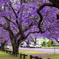 Les jacarandas de Circular Quay, Kirribilli et Lavander Bay