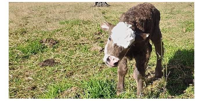  Journée à la ferme
