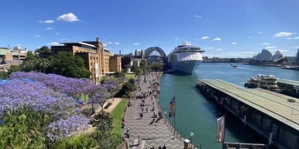 Les jacarandas de Circular Quay, Kirribilli et Lavander Bay